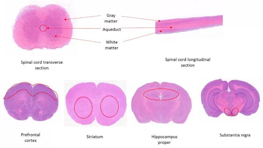 Figure 3: H&E staining of a typical mouse brain tissue plane